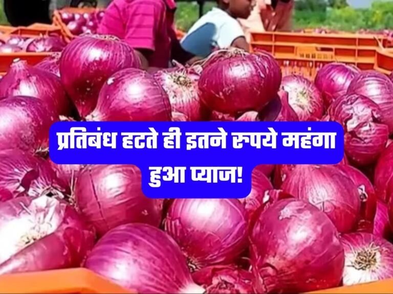 Onion Price: प्रतिबंध हटते ही इतने रुपये महंगा हुआ प्याज!